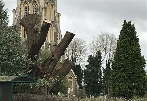 From felled trees to church pews, meet the father.